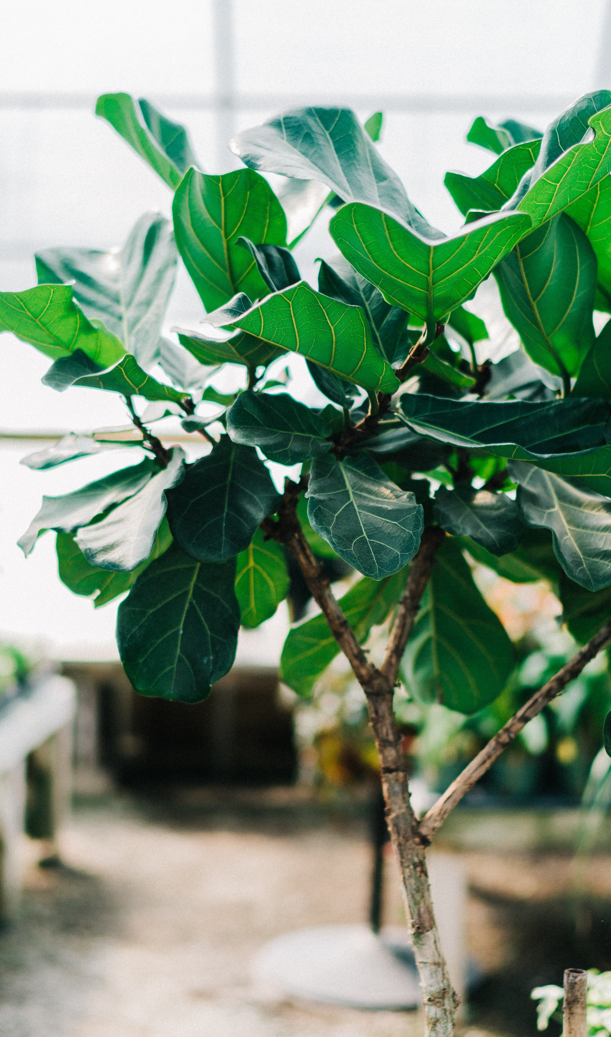 What to Do if Your Fiddle Leaf Fig Leaves Have Holes